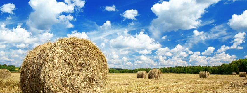 harvest landscape